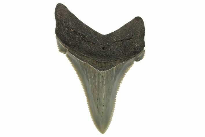 Serrated Angustidens Tooth - Megalodon Ancestor #295736
